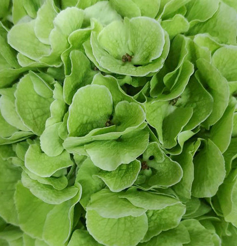Hydrangea Garden