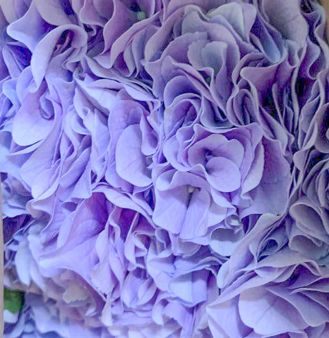 Hydrangea Garden