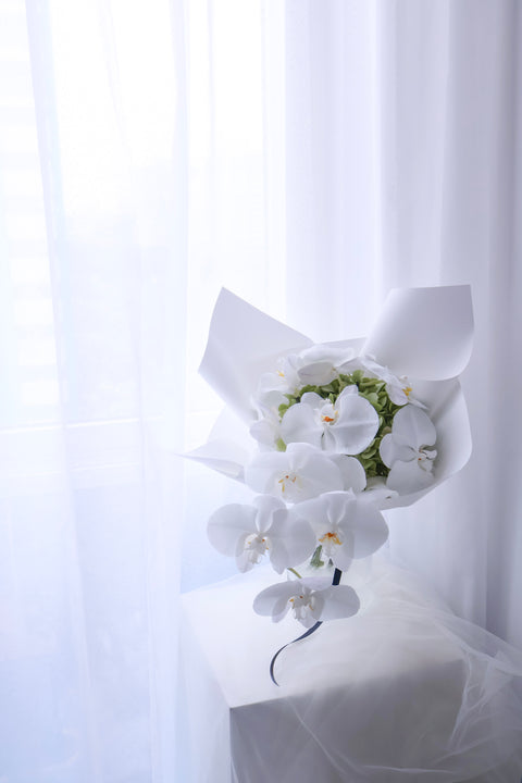 Phalaenopsis Reverie