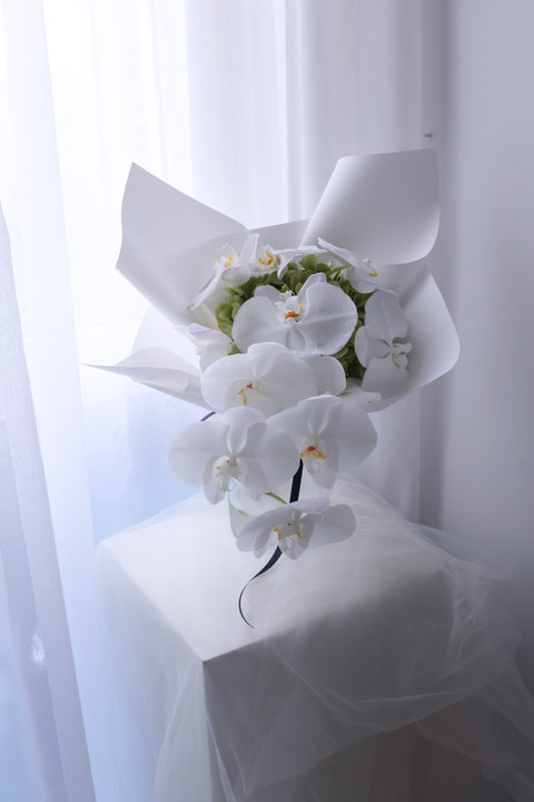 Phalaenopsis Reverie