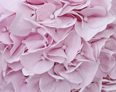Hydrangea Garden