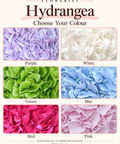 Hydrangea colour chart showing purple, white, green, blue, red and pink