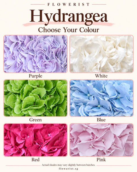 Hydrangea colour chart showing purple, white, green, blue, red and pink