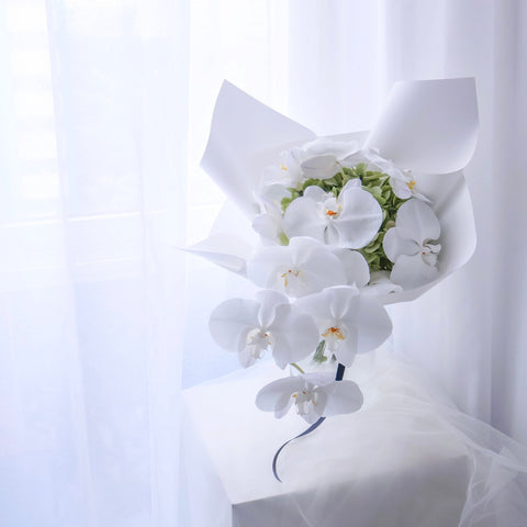 Phalaenopsis Reverie
